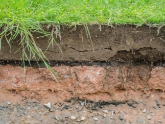 Из чего состоит почва? узнайте состав почвы