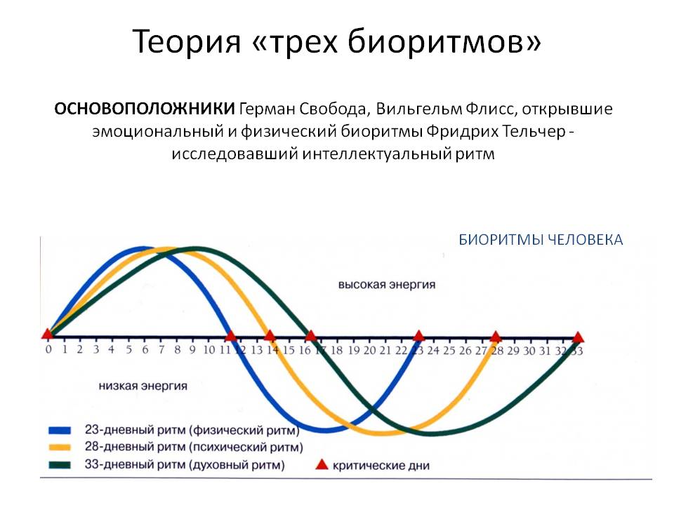 Проект биоритмы человека