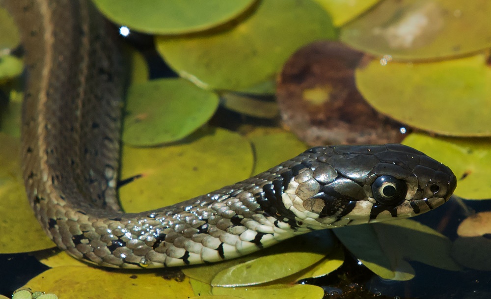Змея – описание, виды, где обитает, чем питается, фото