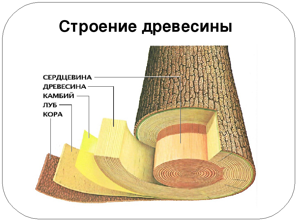 Заболонь древесины - определение, классификация, применение