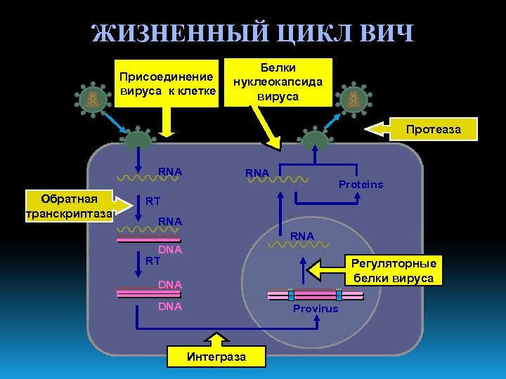 Жизненный цикл клетки – процессы деления в интерфазе (9 класс, биология)