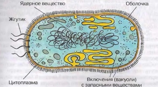 Микроорганизмы: строение и классификация