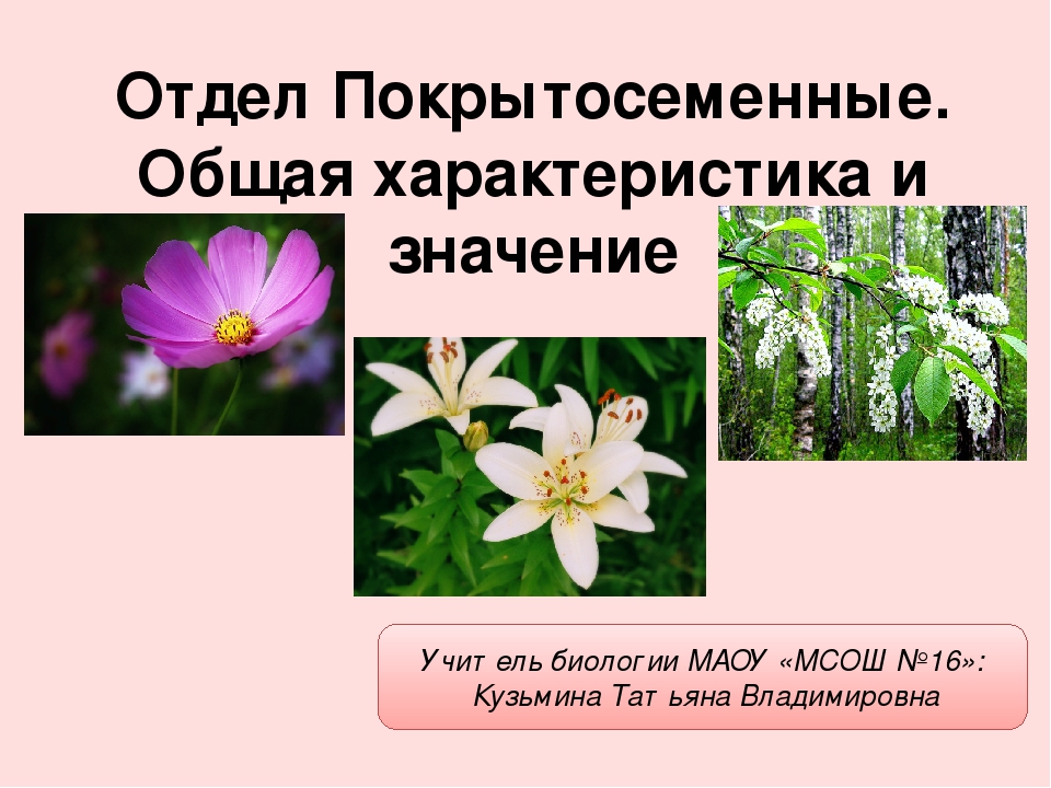 Цветковые растения (покрытосеменные)