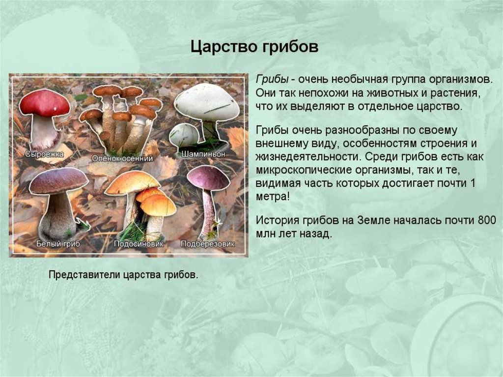 Что такое грибы - узнай что такое