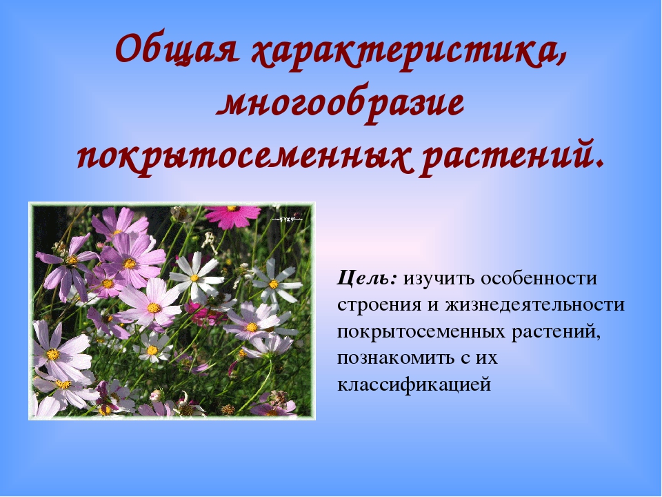 Покрытосеменные растения: примеры. цветковые растения