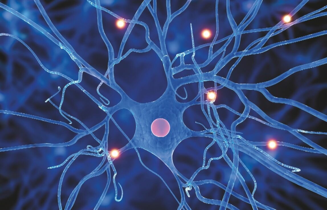 Что такое нейрон? нейроны мозга - зачем они нужны? что такое синапс?