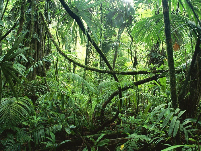 Сельва – это тропические леса амазонии