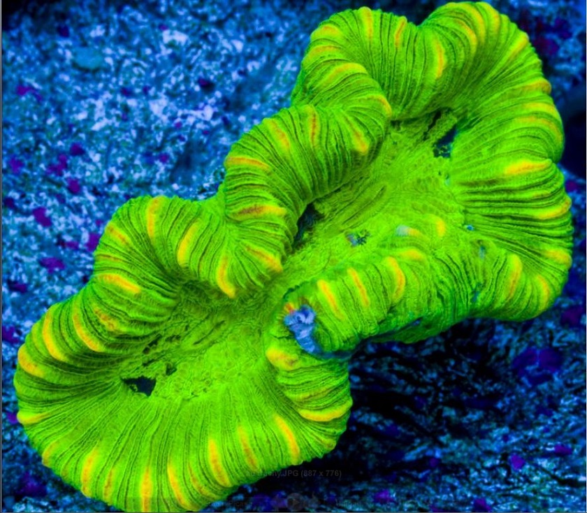 Кораллы - это животное или растение? где в природе встречаются кораллы?