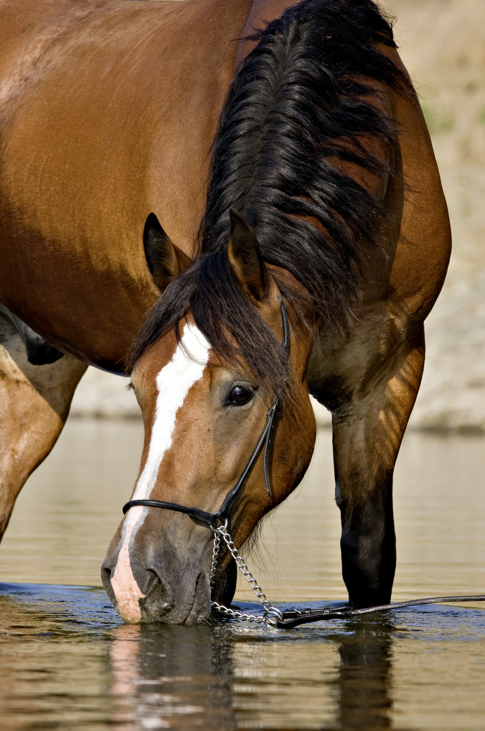 Лошадь — виды и породы