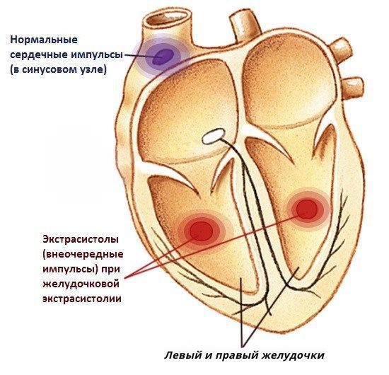 Сердечный цикл (диастола и систола): что это такое, фазы и таблица