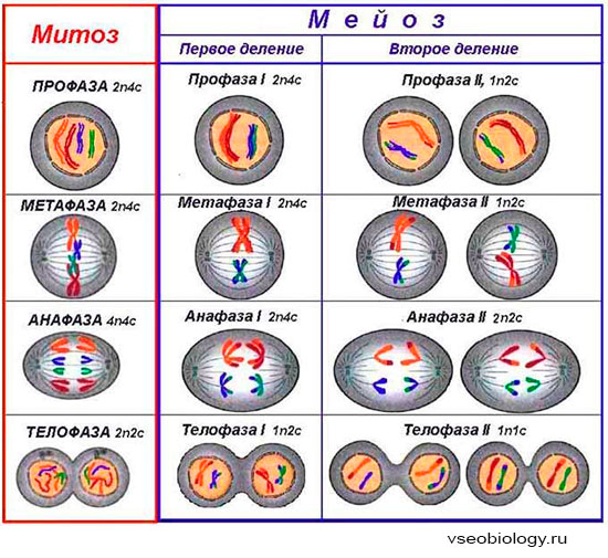 Что такое митоз и какой в профазе митоза происходит процесс?