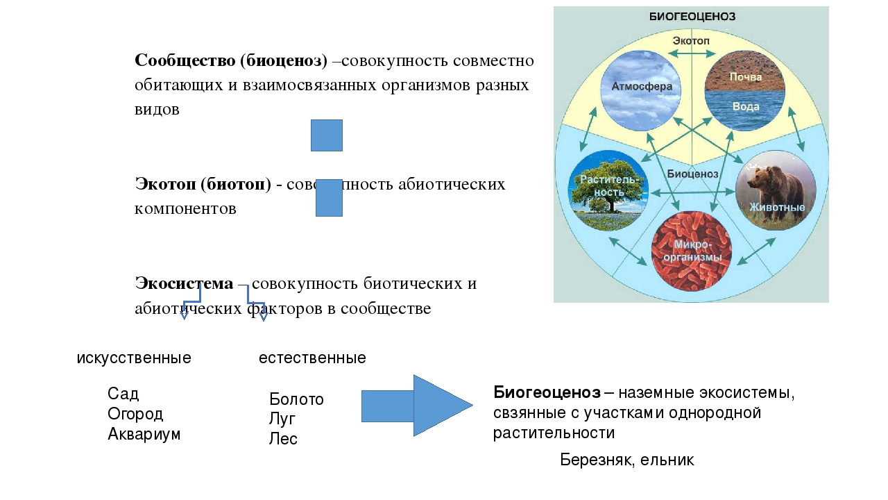 Состав и свойства экосистем. функции экосистем