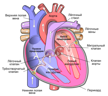 Кровеносные сосуды человека– артерии, капилляры, вены. сосуды это вены или артерии - поджелудочная