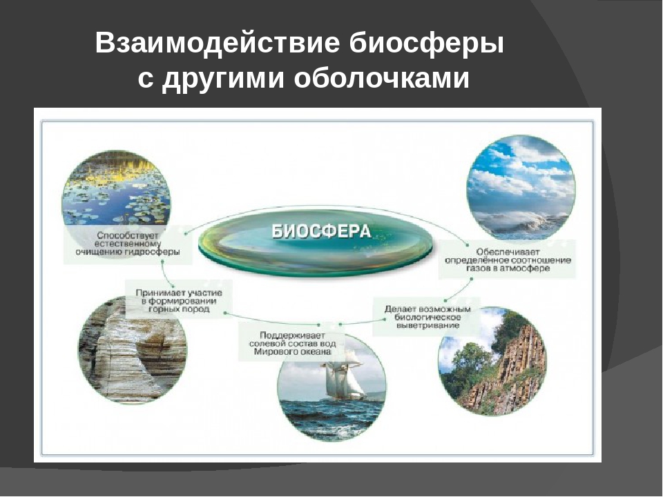 К примерам взаимодействия биосферы. Взаимодействие биосферы с оболочками земли. Составление схемы взаимодействия оболочек земли.