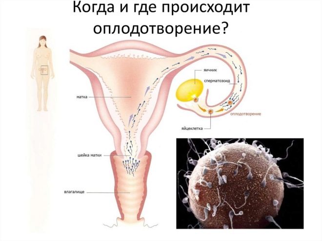 Влияние семенной жидкости на женское здоровье