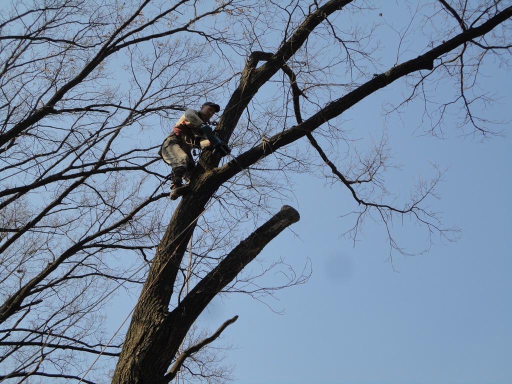 Безопасное кронирование деревьев альпинистами: над проводами, по частям, с завешиванием веток.