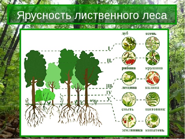 Структура леса рисунок