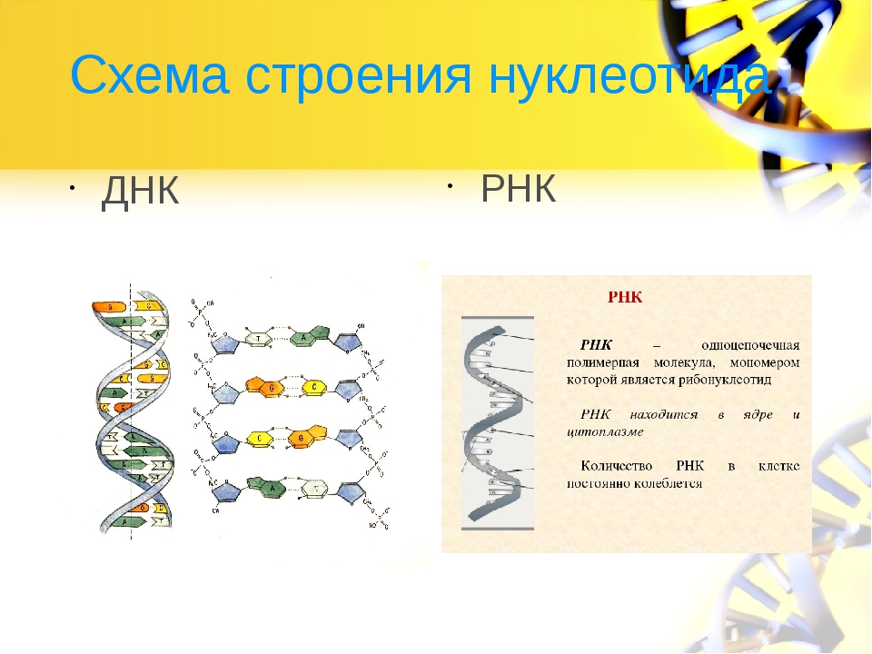 Нить рнк. Схема строения ДНК И РНК. Строение ДНК И РНК схема строения. Схема нуклеотида ДНК И РНК. Структура ДНК И РНК.