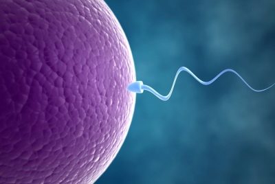 Что такое фертильность и когда она появляется?