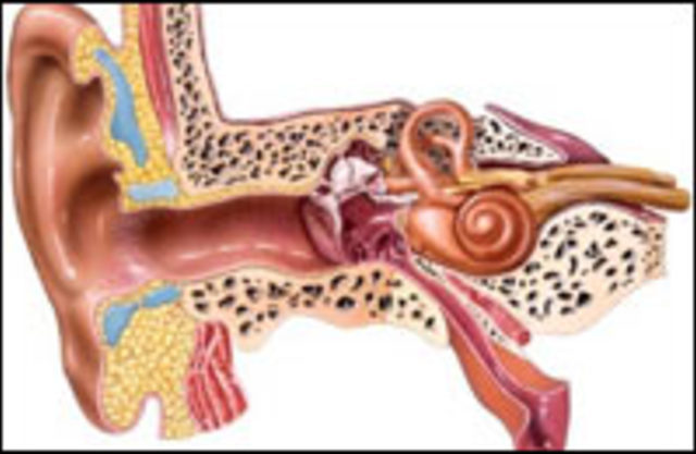 Ухо человека | анатомия уха, строение, функции, картинки на eurolab