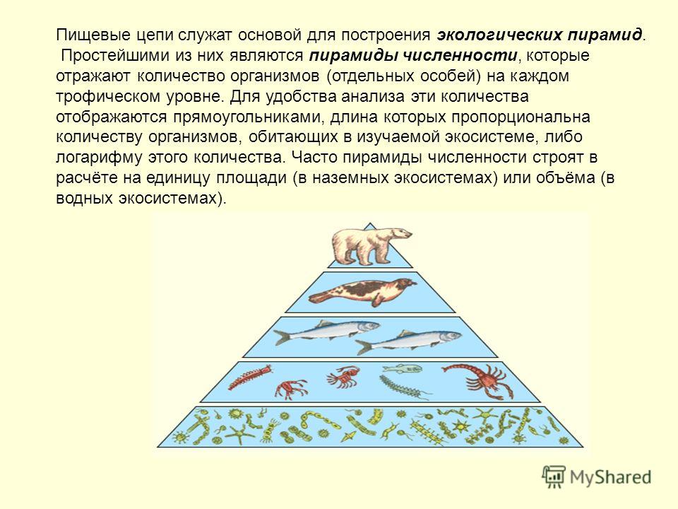 3.3. экологическая пирамида.