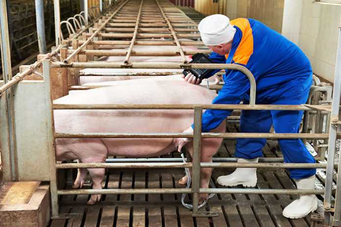 Почему свинья самое умное животное: 6 доказательств