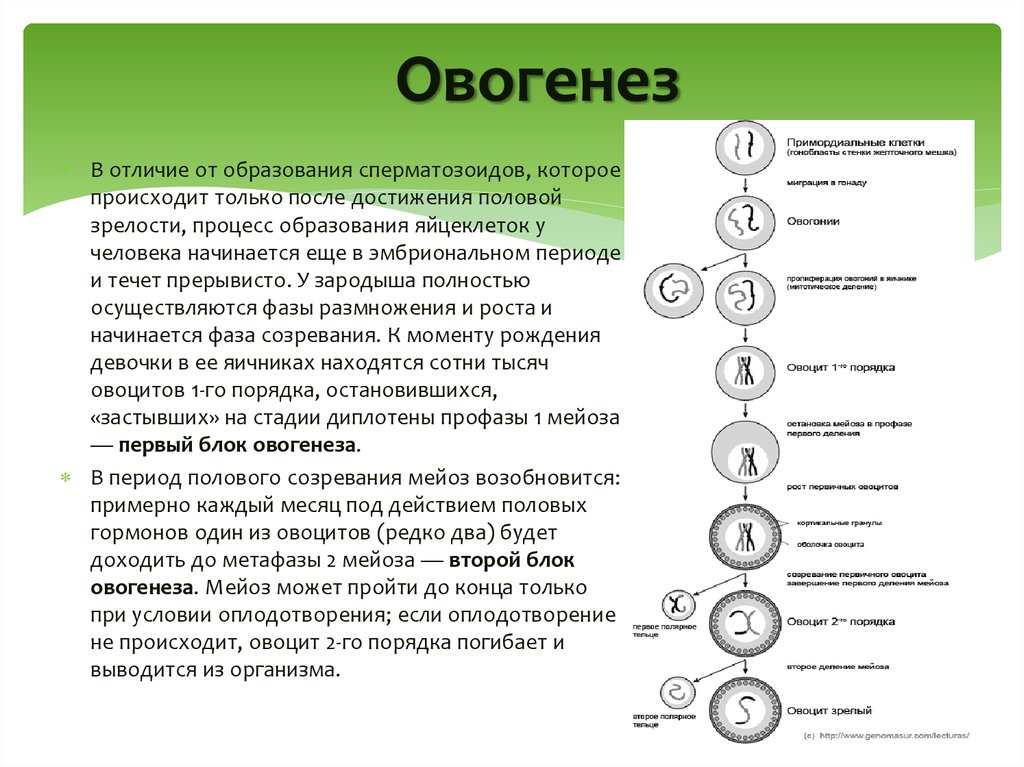 Установите последовательность этапов овогенеза образование ооцитов. Фаза роста овогенеза. 1 Фаза размножения овогенеза. Фазы овогенеза схема. Период созревания сперматогенез.