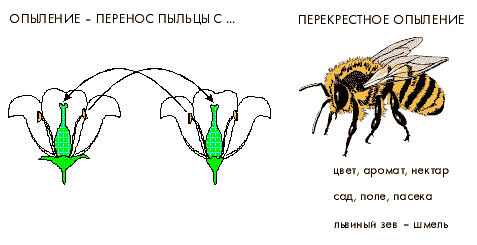 Рисунок перекрестного опыления