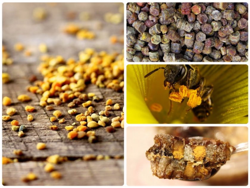 Перга пчелиная: полезные и лечебные свойства продукта, как её принимать при разл
