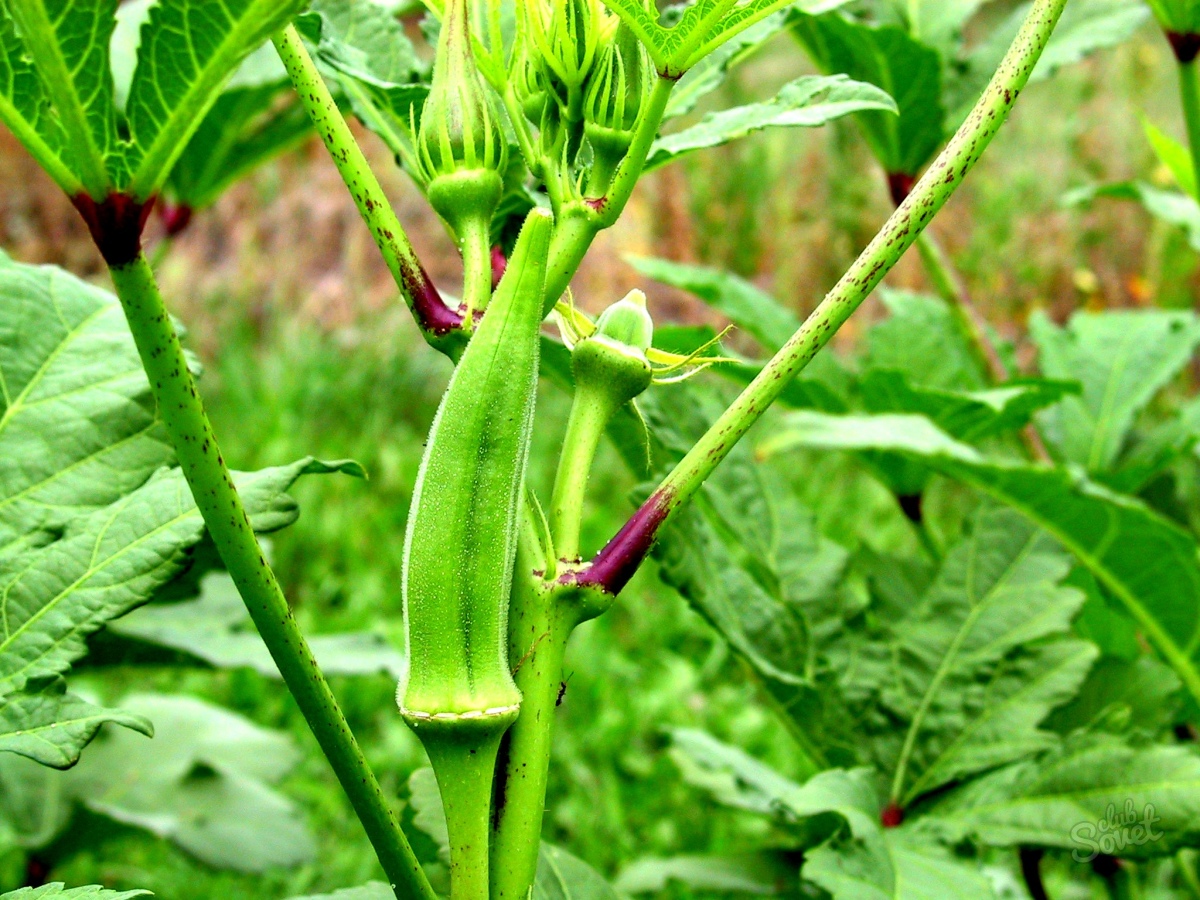 Бамия – что это за овощ, его калорийность, польза и вред, применение растения на ydoo.info