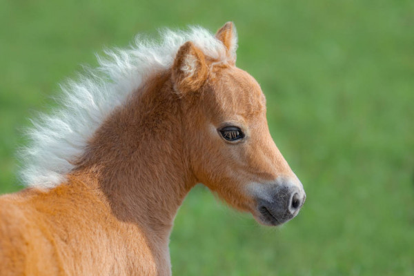 Породы лошадей: 150 фото, названия, описание, особенности и назначение лошади