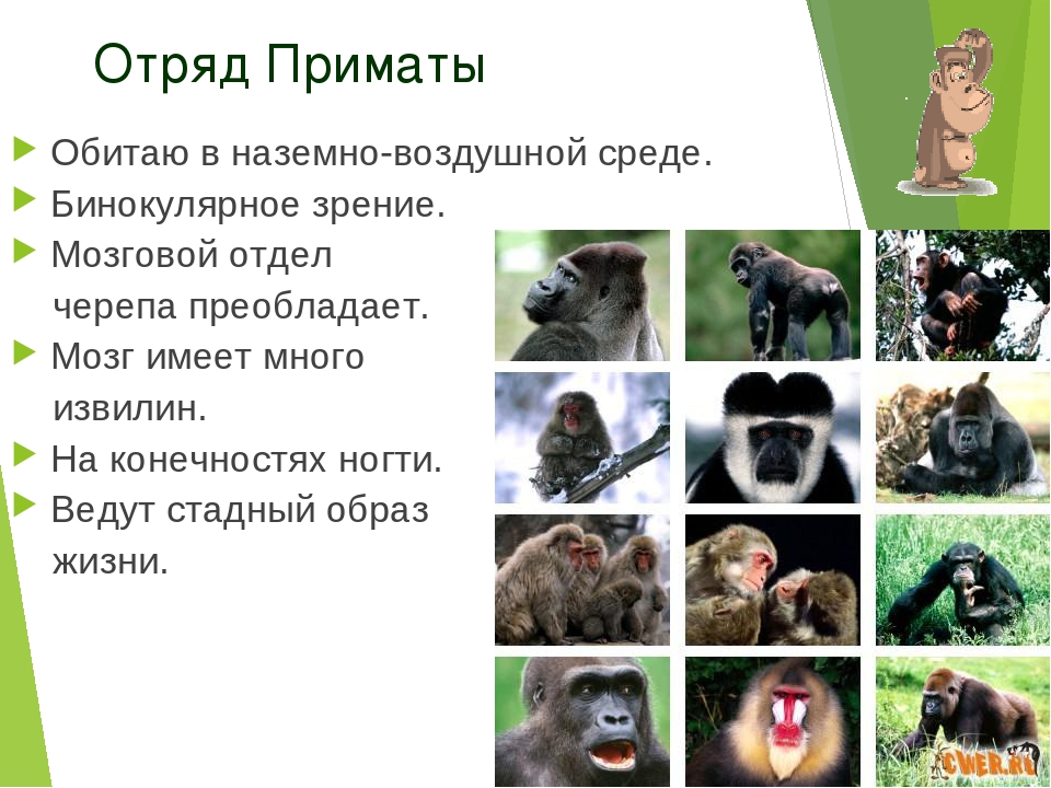 К отряду приматов принадлежат. Отряд приматы 7 класс. Отряд высшие приматы семейства. Отряд приматы биология 7 класс. Отряд приматы систематика.