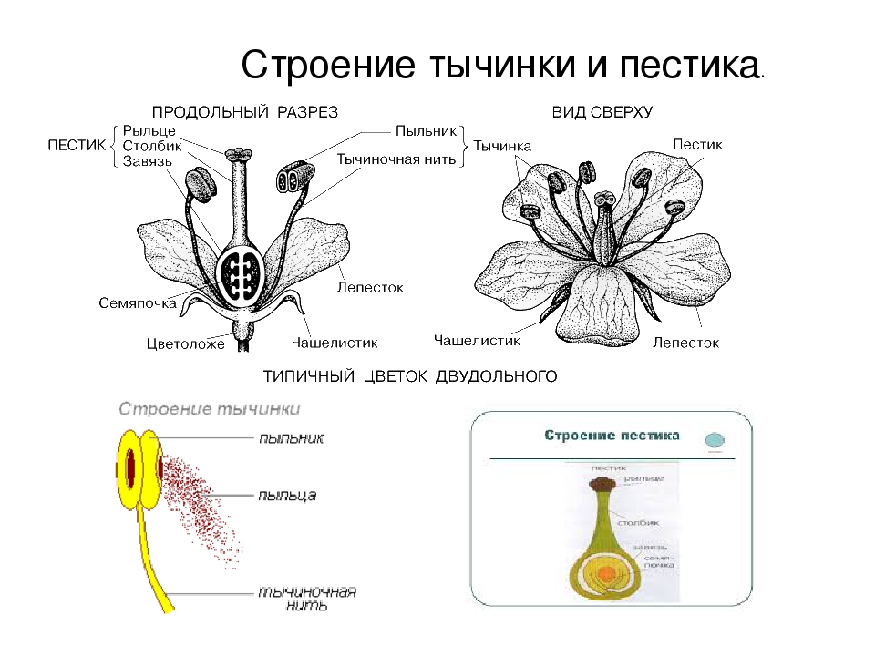 Тычинка и пестик. строение цветка: схема :: syl.ru