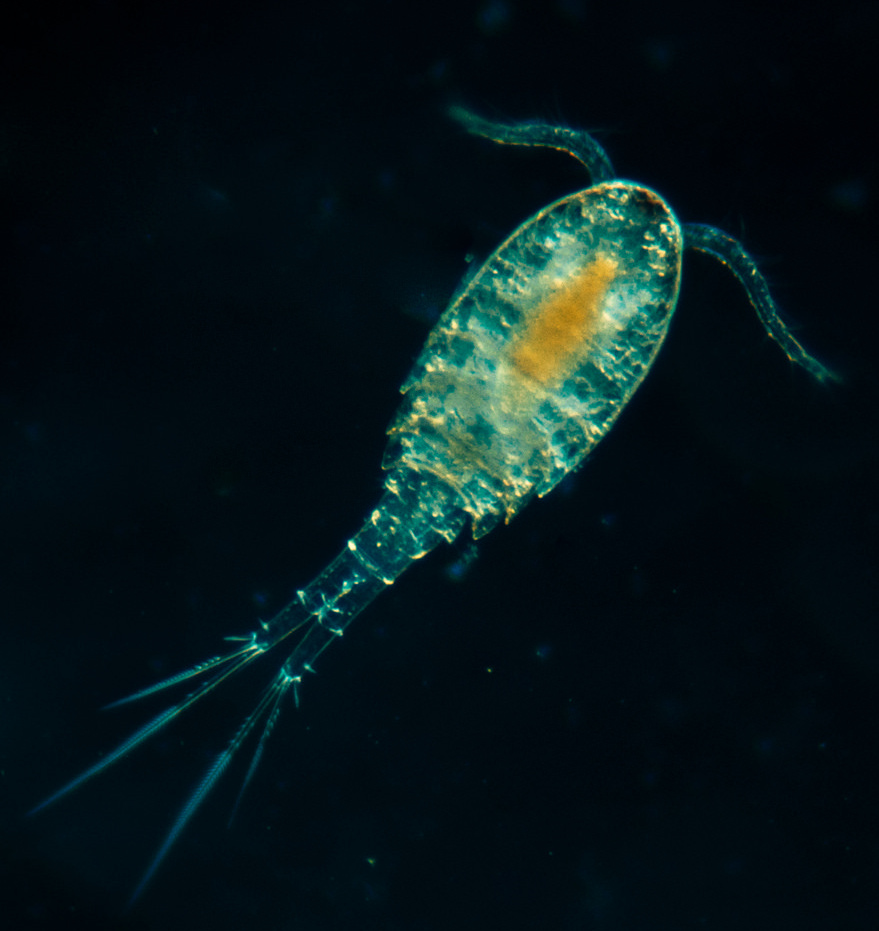 Планктон - это что? понятие планктона, виды и описание - gkd.ru