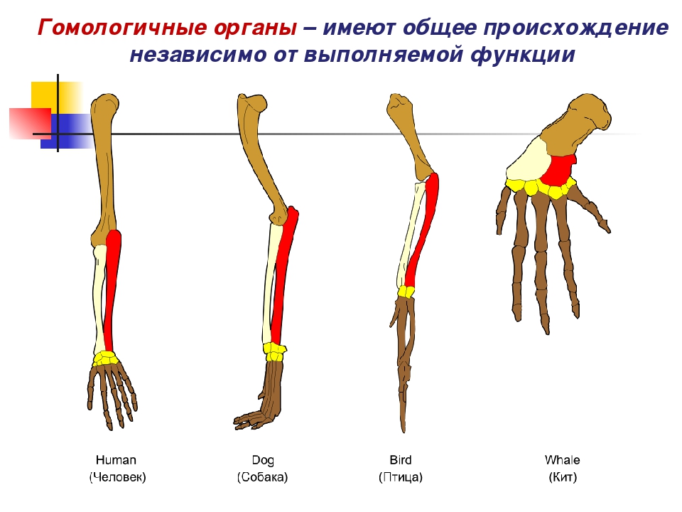 Рассмотрите рисунок 1 найдите и назовите гомологичные кости в конечностях животных