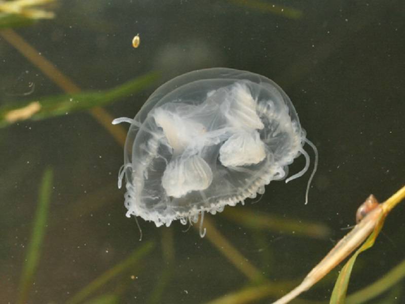Самые интересные факты о медузах. медузы: интересные факты, виды, строение и особенности