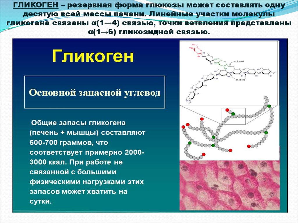 Гликоген, вещество, синтез и расщепление | allbreakingnews.ru