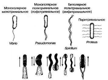 Строение микроорганизмов