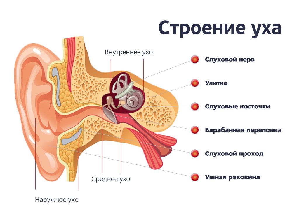 Анатомическое строение и функции уха.