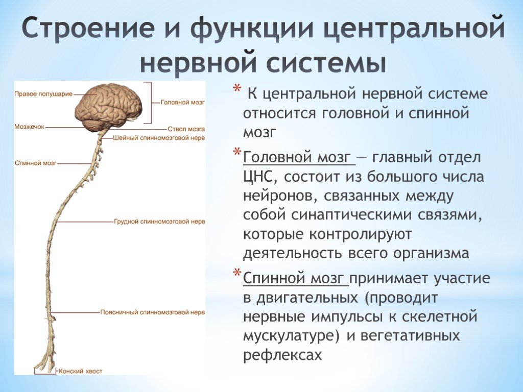 Нарушения функций центральной нервной системы. Строение нервной системы головной и спинной мозг. Центральная нервная система (ЦНС): отделы, строение, функции.. Общий план строения ЦНС анатомия.