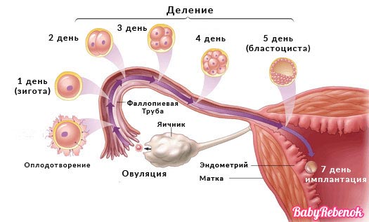 Оплодотворение и зачатие ребенка (40 фото): что это, как происходит в организме женщины после полового акта оплодотворение яйцеклетки и имплантация эмбриона