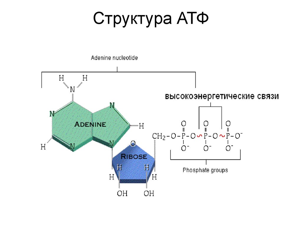 Урок биологии: молекула атф – что это такое