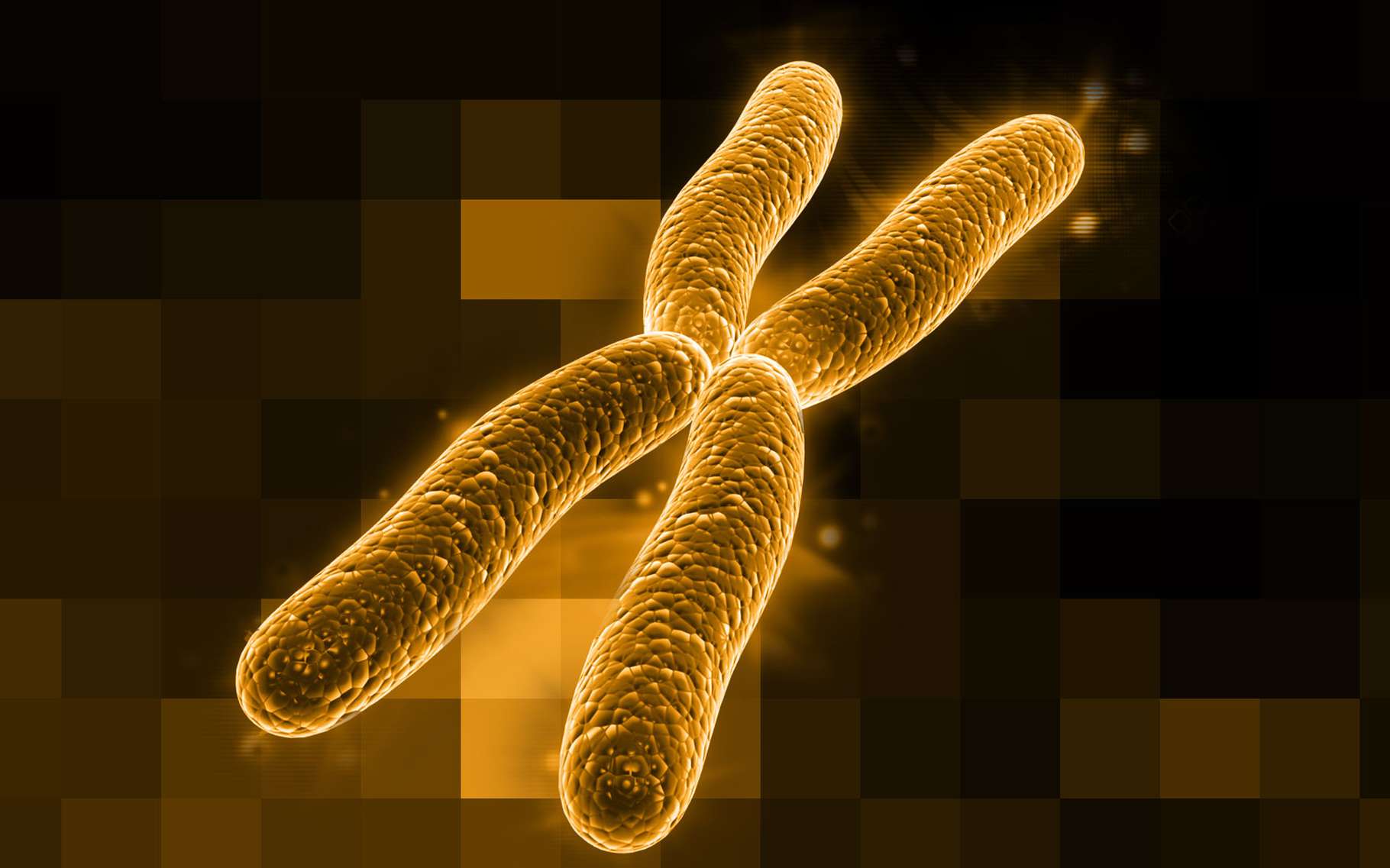 Что такое хромосома? набор хромосом. пара хромосом
