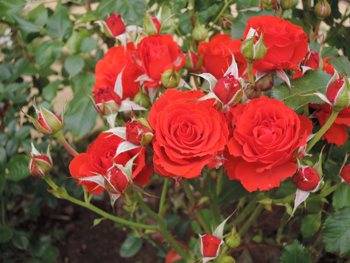 Розы спрей (44 фото): описание лучших сортов. особенности посадки и ухода. как размножать розы? как подготовить их к зиме?