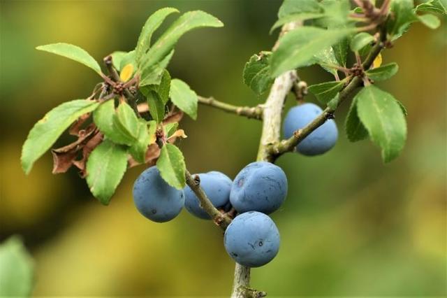 Тернослива — уход за деревом, полезные свойства и противопоказания плодов