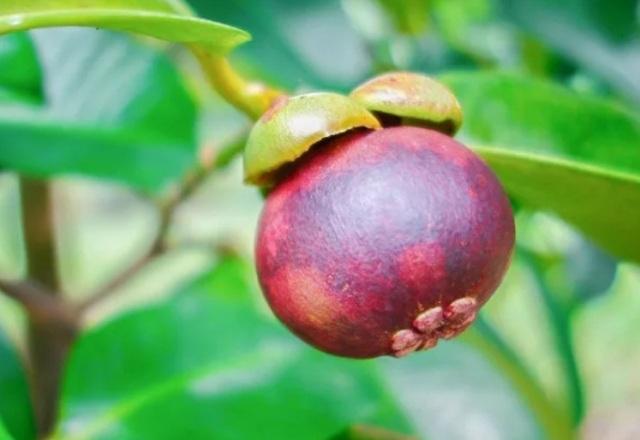 Что такое мангостин, чем полезен и как его чистить и есть?