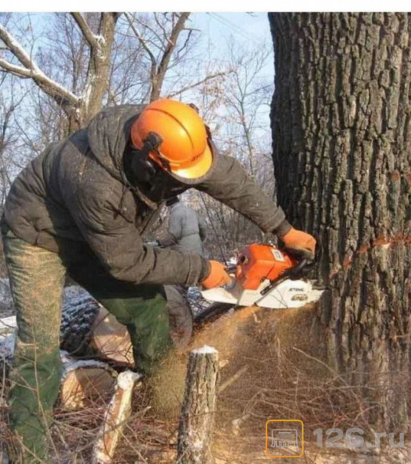 Спил и кронирование деревьев: кто занимается, какие штрафы