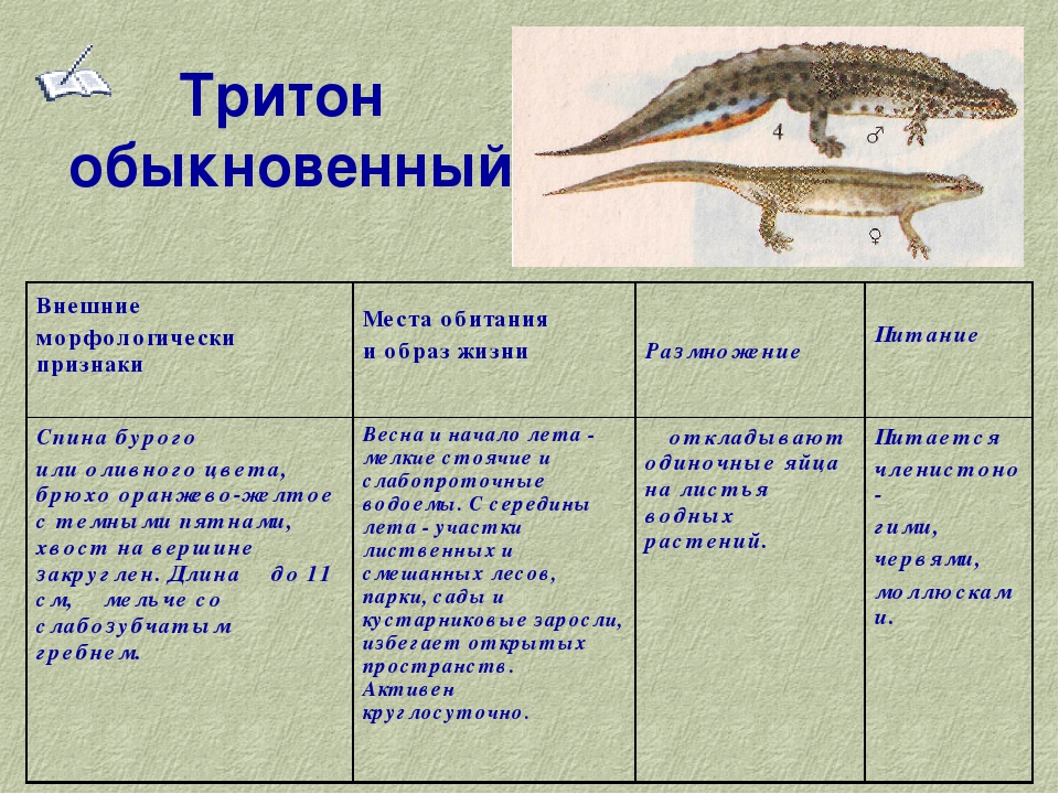 Какой тип развития характерен для прыткой ящерицы изображенной на рисунке