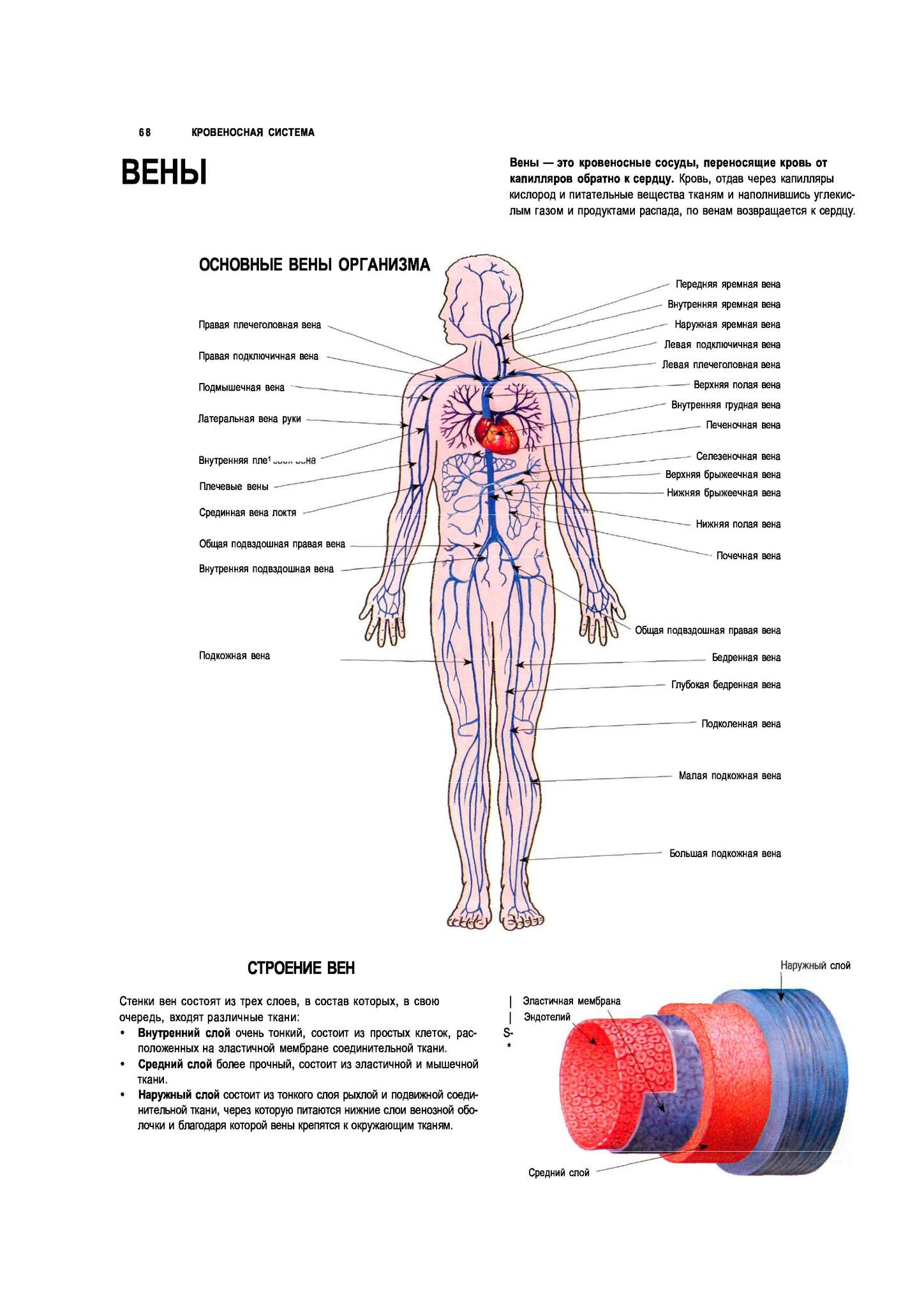 Артерии и вены тела. Схема строения венозной системы человека. Венозная система человека анатомия схема расположения. Вены и артерии человека анатомия схема расположения. Анатомия человека Вена тело.