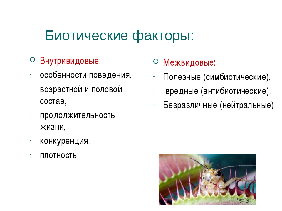 5.3. биотические факторы среды / биология. общая биология. базовый уровень. учебник для 10–11 класс / библиотека / наша-природа.рф